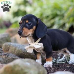 Duke, Dachshund Puppy